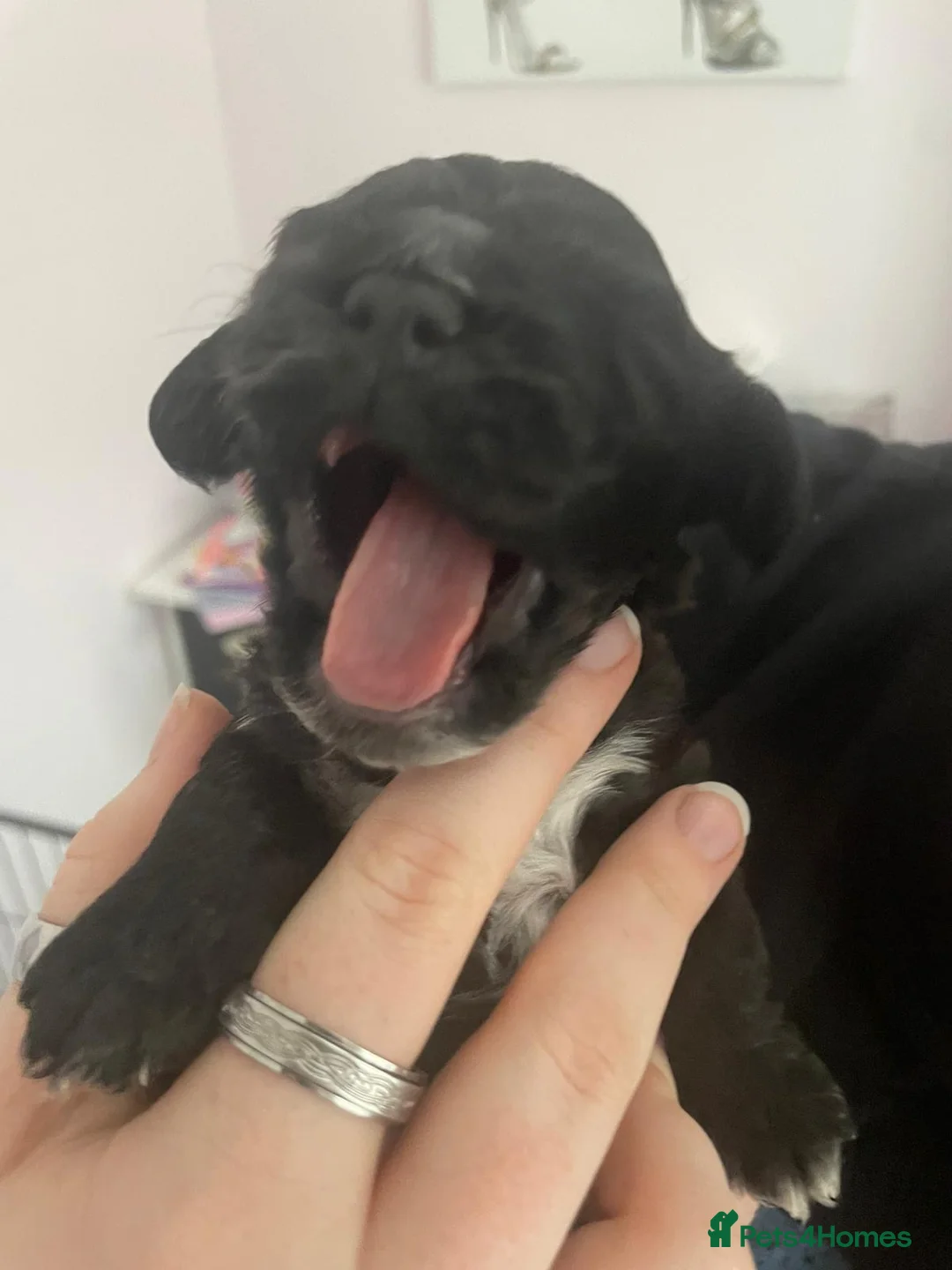 Cockapoo dogs for sale: Cutest cockapoos ever! - Advert 21