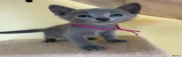 Russian Blue cats for sale: TICA REGISTERED Pure Breed Russian Blue Kittens - Advert 4
