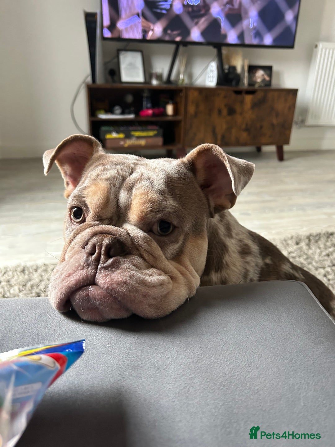 English Bulldog dogs for stud: English bulldog for stud  - Advert 5