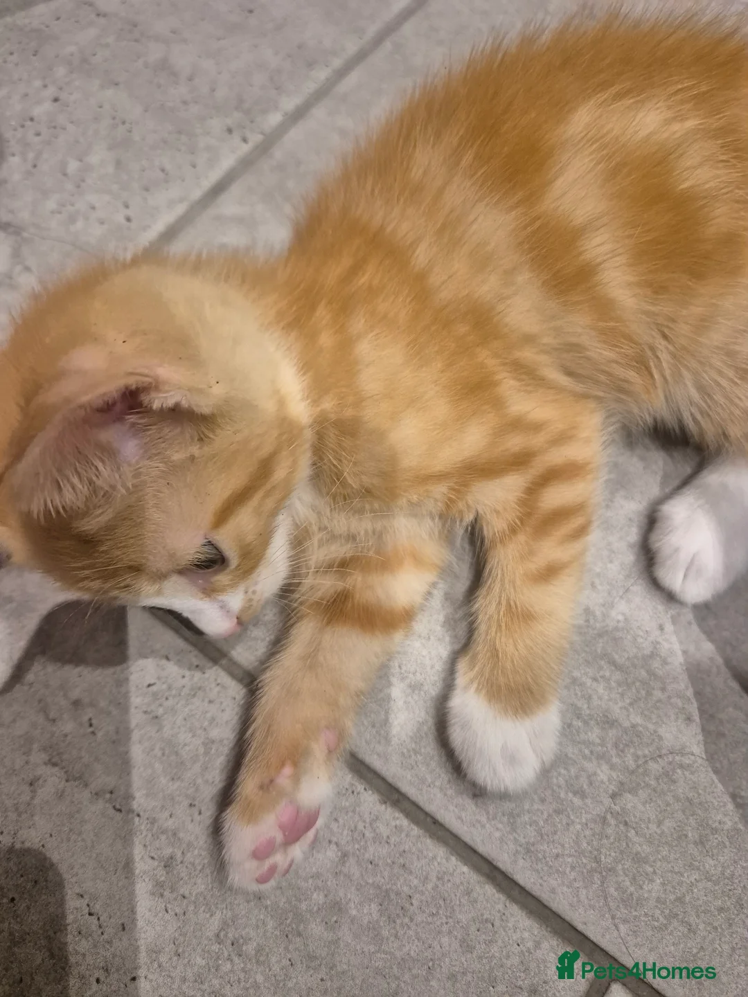 Mixed Breed cats for sale: Two adorable ginger babies needing a new home - Advert 2