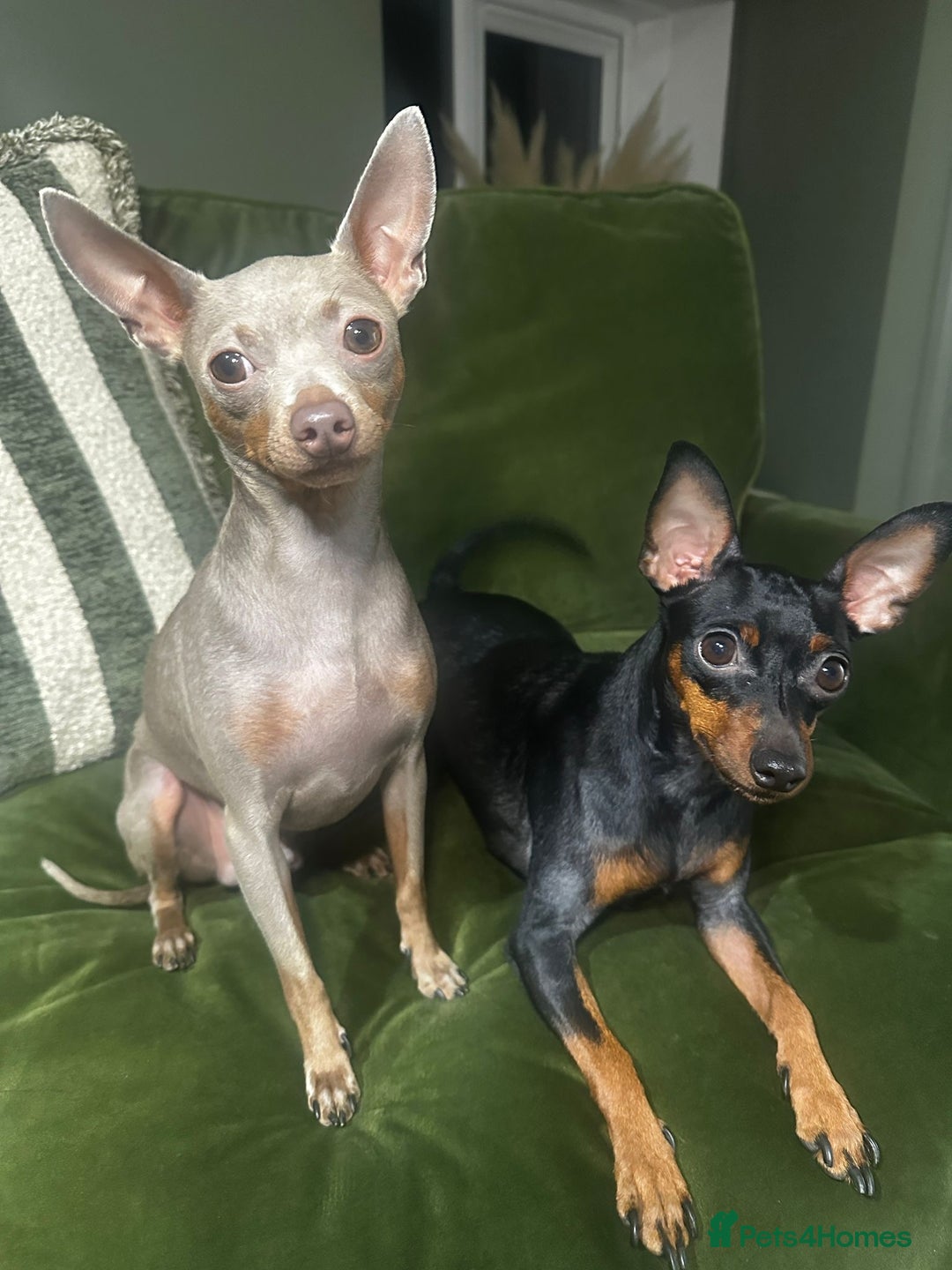 Miniature Pinscher dogs for sale: Stunning Miniature Pinschers - Advert 3