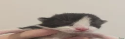 Domestic Shorthair cats for sale: Tuxedo kittens  - Advert 6