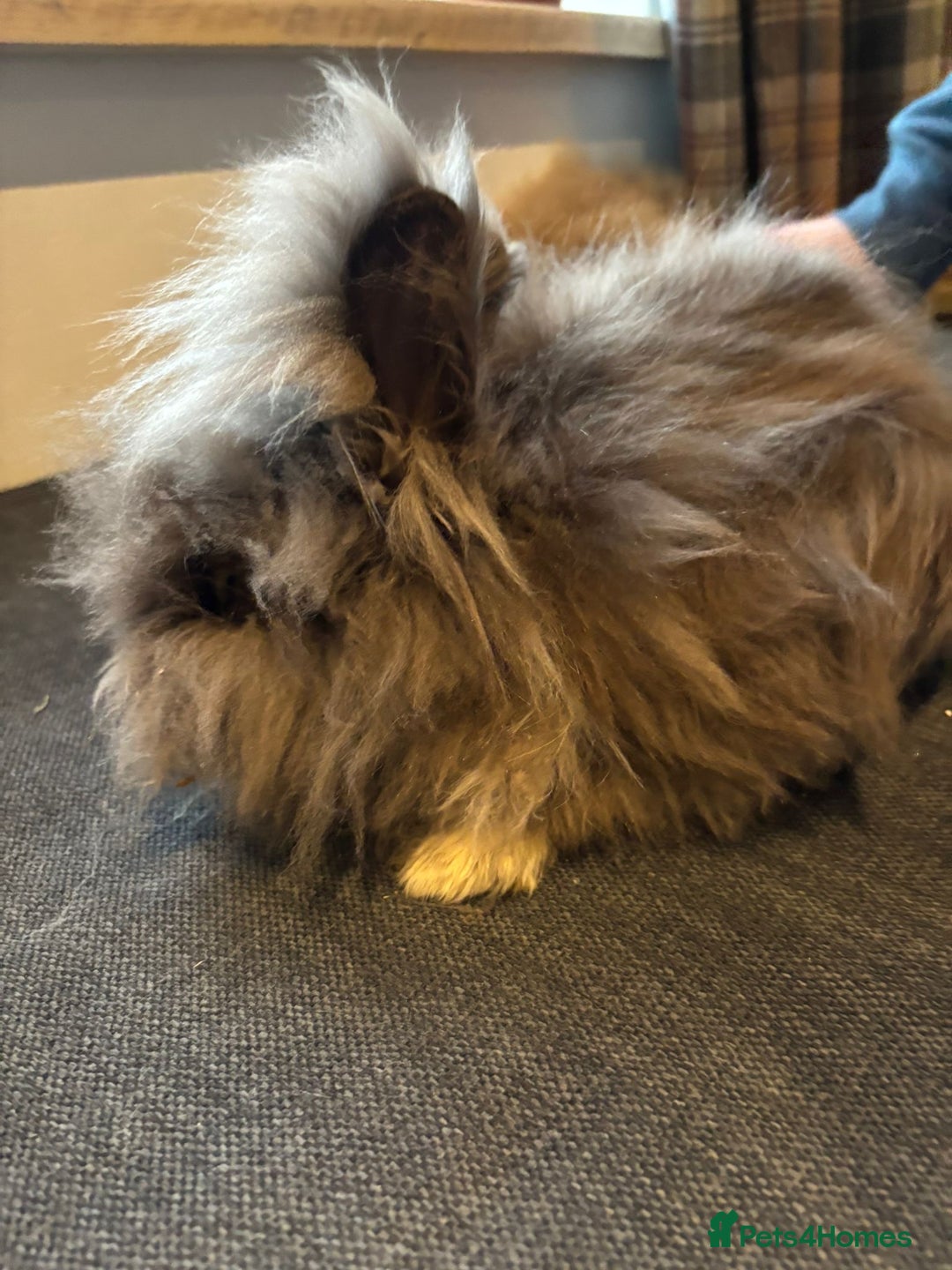 Angora rabbits for sale: True Angora Baby Rabbits  - Advert 1