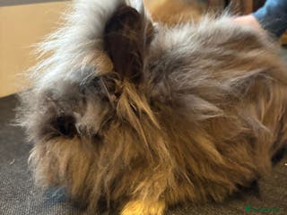 Angora rabbits True Angora Baby Rabbits - Advert 1