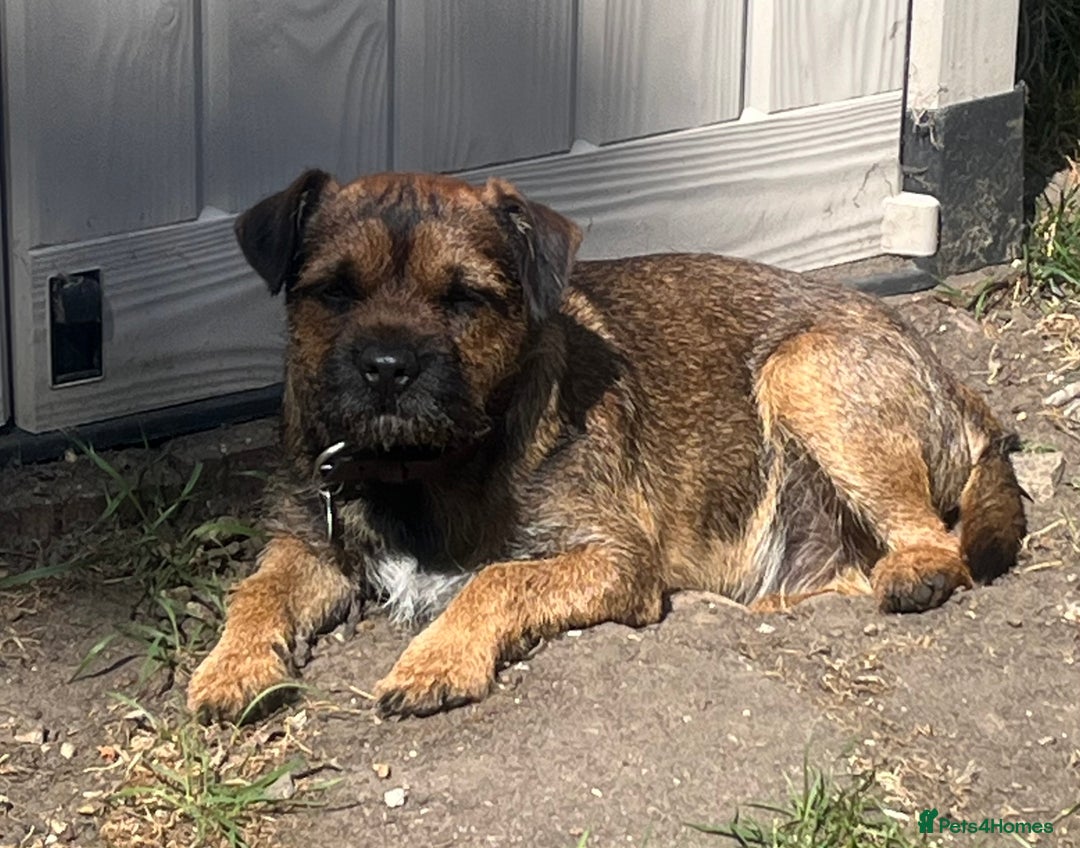 Border Terrier dogs for stud: Border Terrier for Stud Slem Clear KC Registered - Image 1