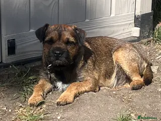 Border Terrier dogs Border Terrier for Stud Slem Clear KC Registered - Advert 1