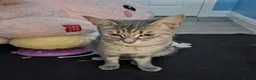 British Shorthair cats for sale: Last male kitten - Advert 6