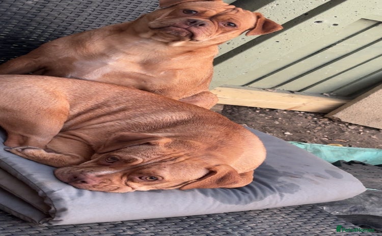 Mixed Breed dogs Two pugables  - Advert 13