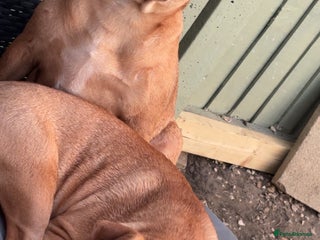 Mixed Breed dogs Two pugables - Advert 1