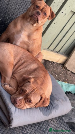 Mixed Breed dogs Two pugables - Advert 16