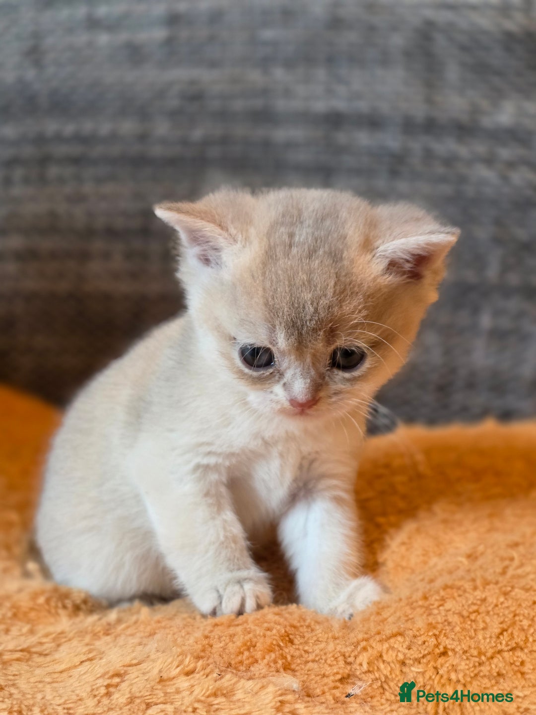 British Shorthair cats for sale: British shorthair Tica😻😽🐈😺😍🌹🌸🌼 - Advert 19