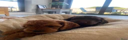 Cockapoo dogs for sale: Two beautiful puppies - Advert 9