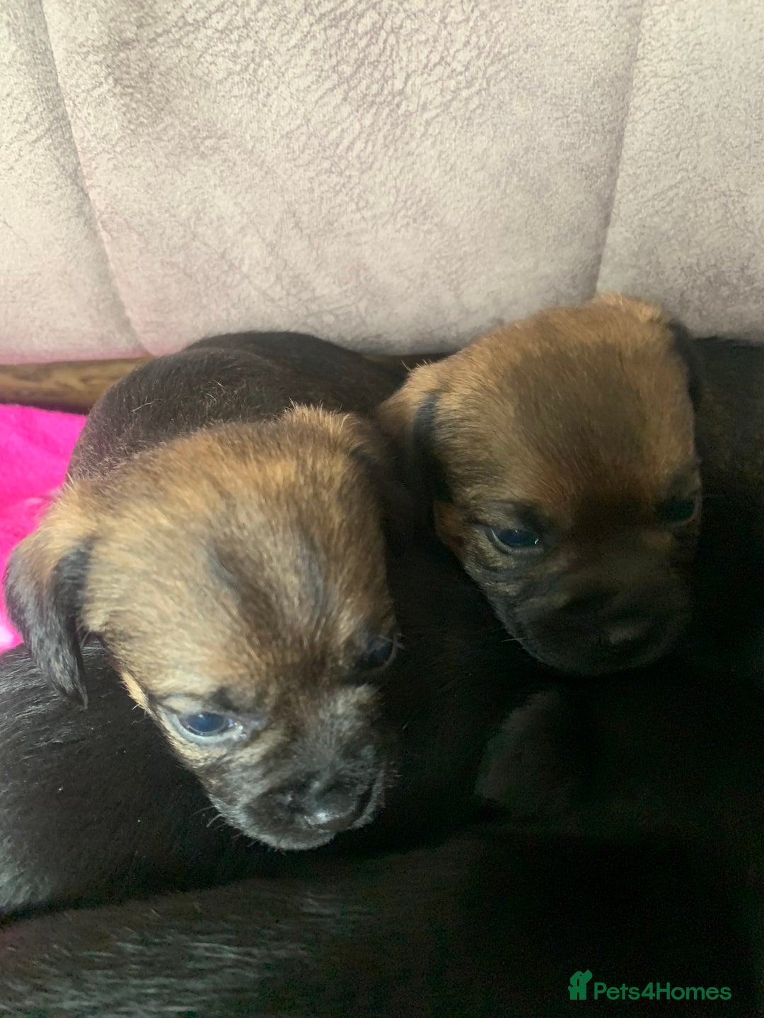 Border Terrier dogs for sale: Quality litter KC Border Terrier pups slem clear - Image 7