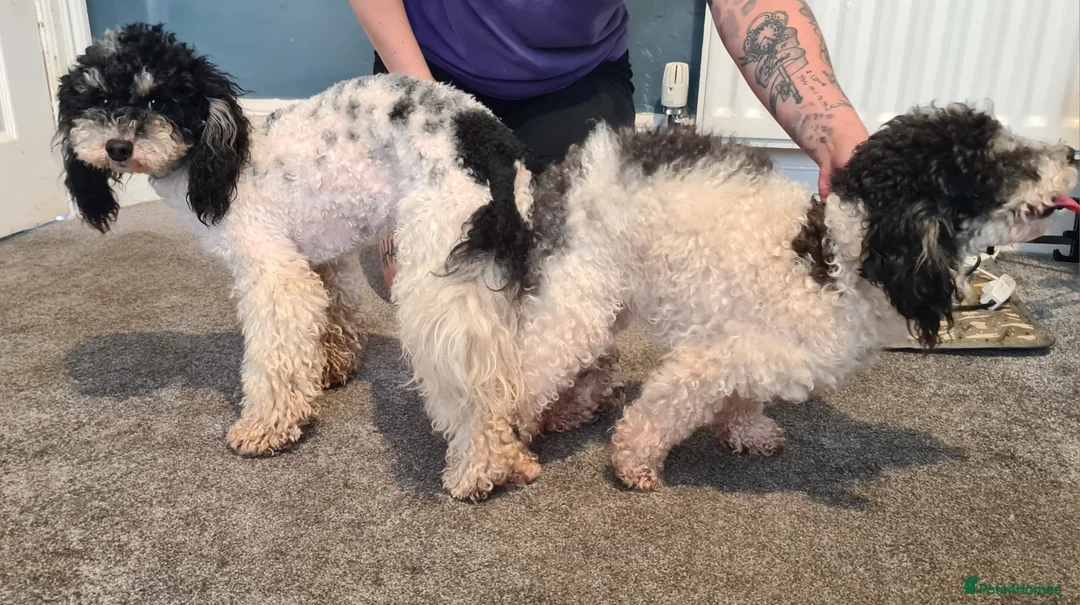 Toy Poodle dogs for stud: Health Tested Tri Toy in Birkenhead - Advert 10