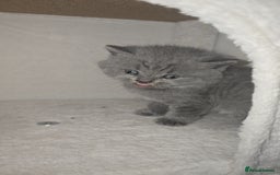 British Shorthair cats for sale: First Litter British Shorthair Pedigree Breed Blue - Image 10