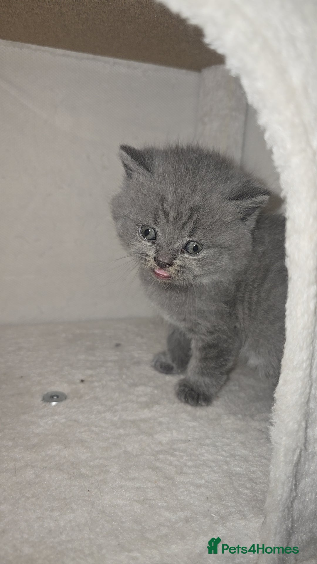 British Shorthair cats for sale: First Litter British Shorthair Pedigree Breed Blue - Image 10