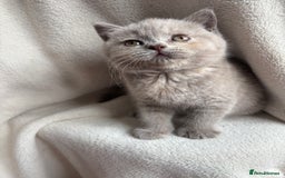 British Shorthair cats for sale: Registered British Shorthair Kittens ❤️  - Image 6