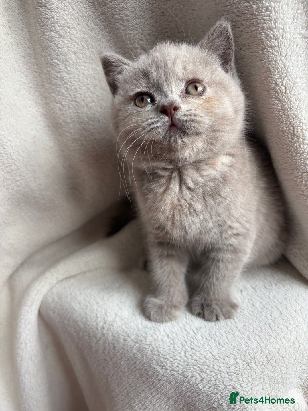 British Shorthair cats for sale: Registered British Shorthair Kittens ❤️  - Image 6