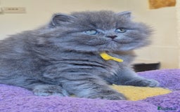 British Shorthair cats for sale: GCCF Registered British Sh & Lh Kittens - Champion - Image 9