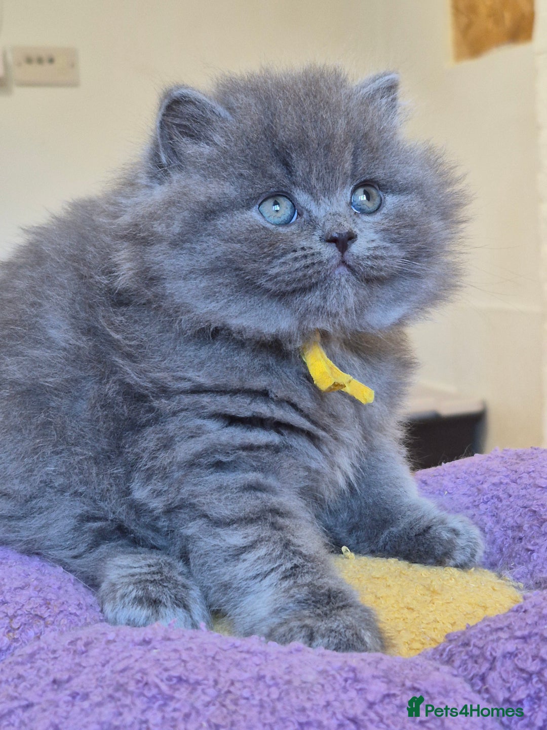 British Shorthair cats for sale: GCCF Registered British Sh & Lh Kittens - Champion - Image 9
