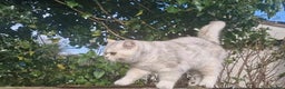British Shorthair cats for stud: ❤ British Short Hair Active Stud ❤ Champion ❤ in Doncaster - Advert 24