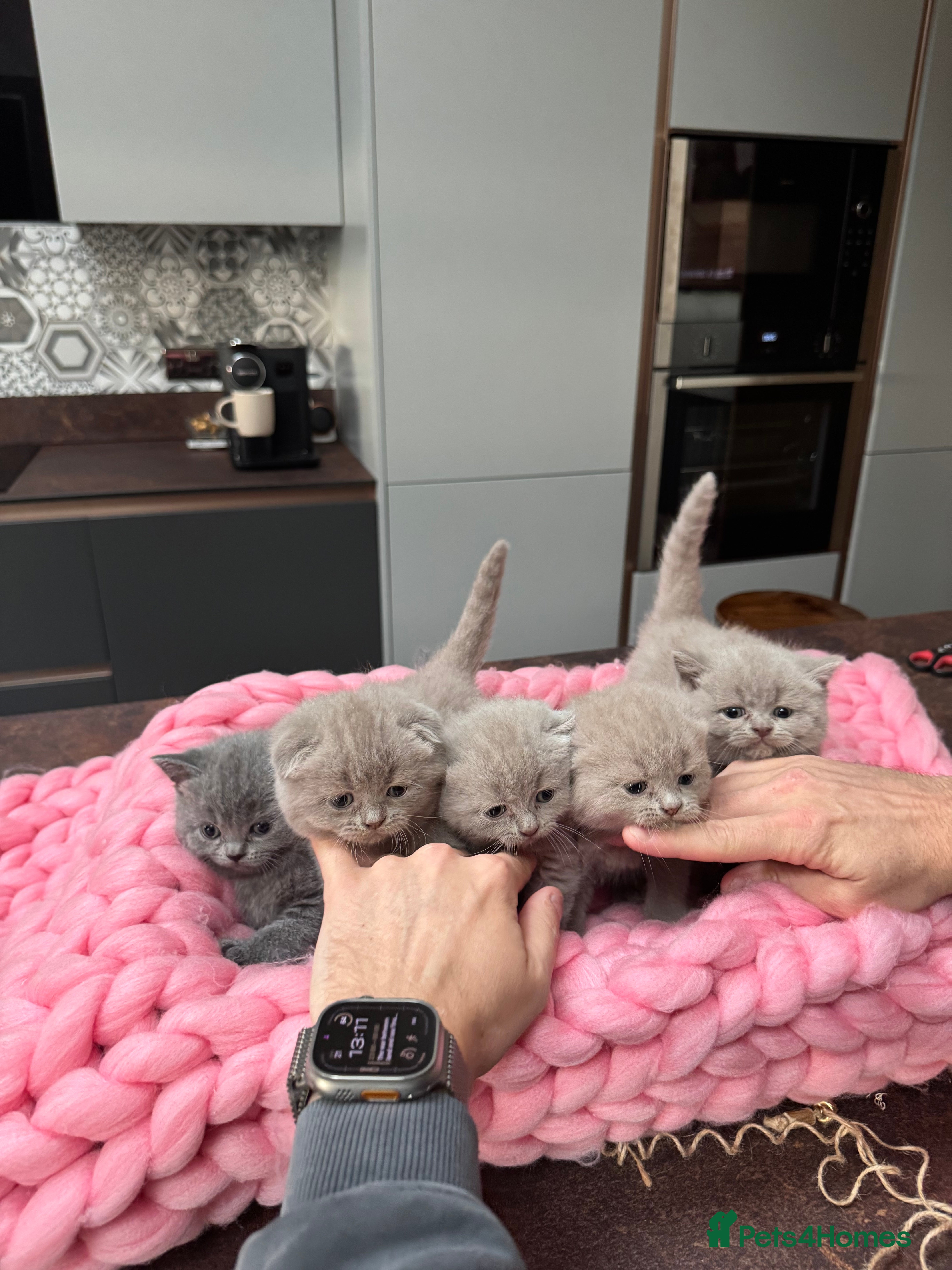 Scottish Fold cats Scottish Fold Kittens – Raised in our Family Home  - Advert 5