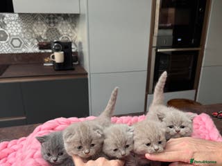 Scottish Fold cats Scottish Fold Kittens – Raised in our Family Home - Advert 6