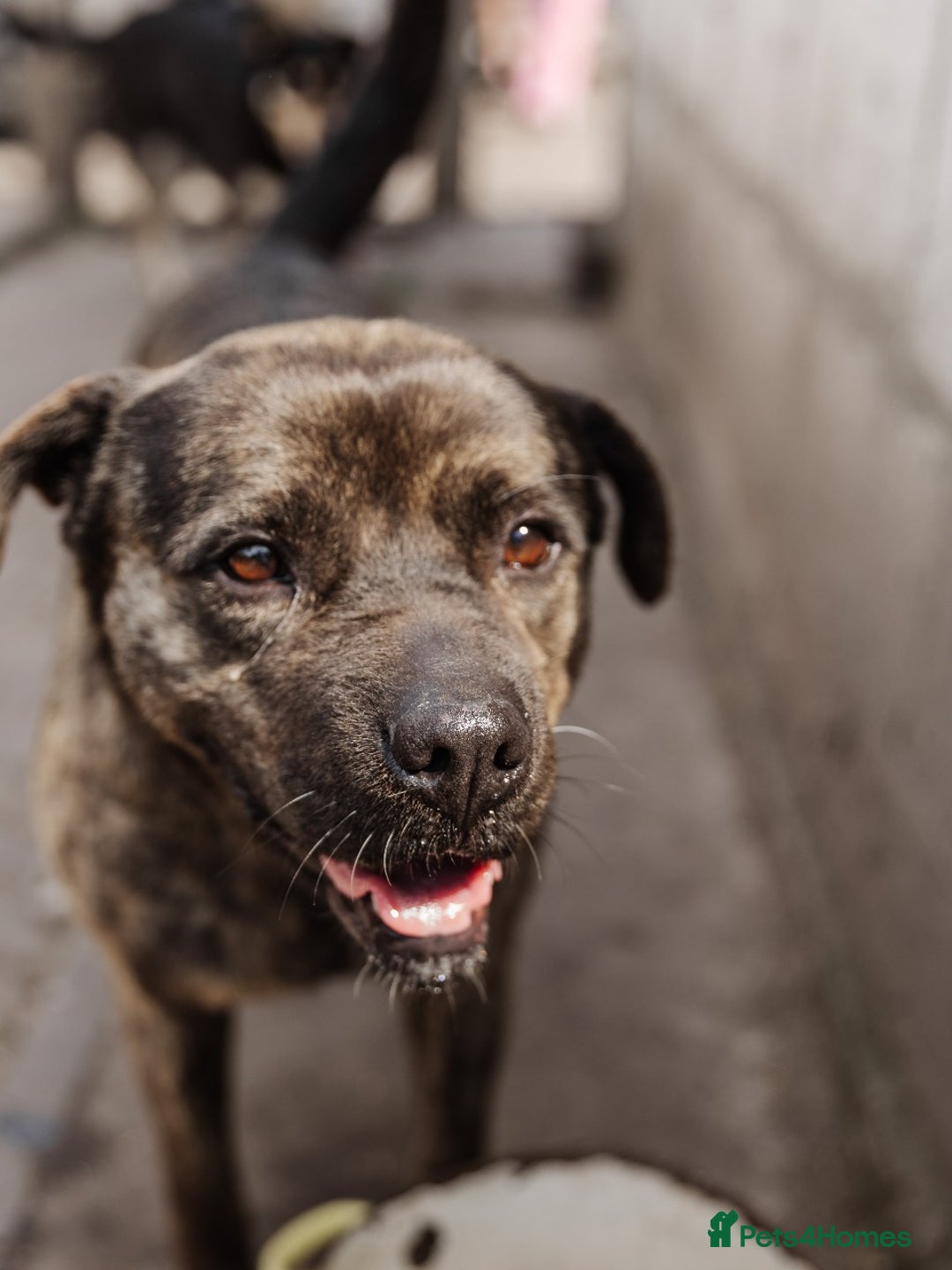 Mixed Breed dogs for adoption: 💖🐶 DANA 🐶💖 - Image 7
