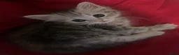 Mixed Breed cats for sale: 5 lovely kittens for sale  - Advert 12