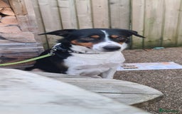 Border Collie dogs for sale: Border collie puppies ready 15th december - Advert 11