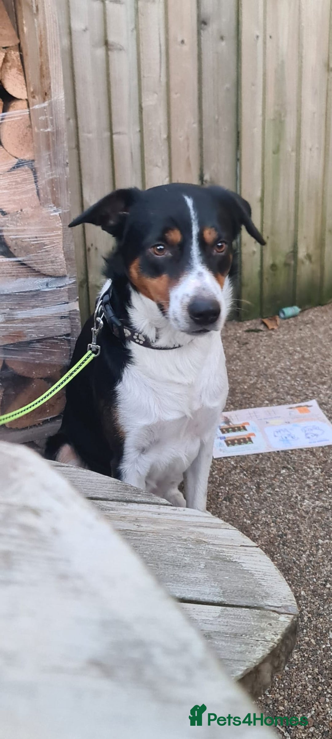 Border Collie dogs for sale: Border collie puppies ready 15th december - Advert 11