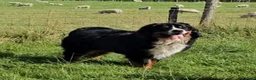 Bernese Mountain Dog dogs for stud: Proven Bernese Mountain Dog - Advert 6