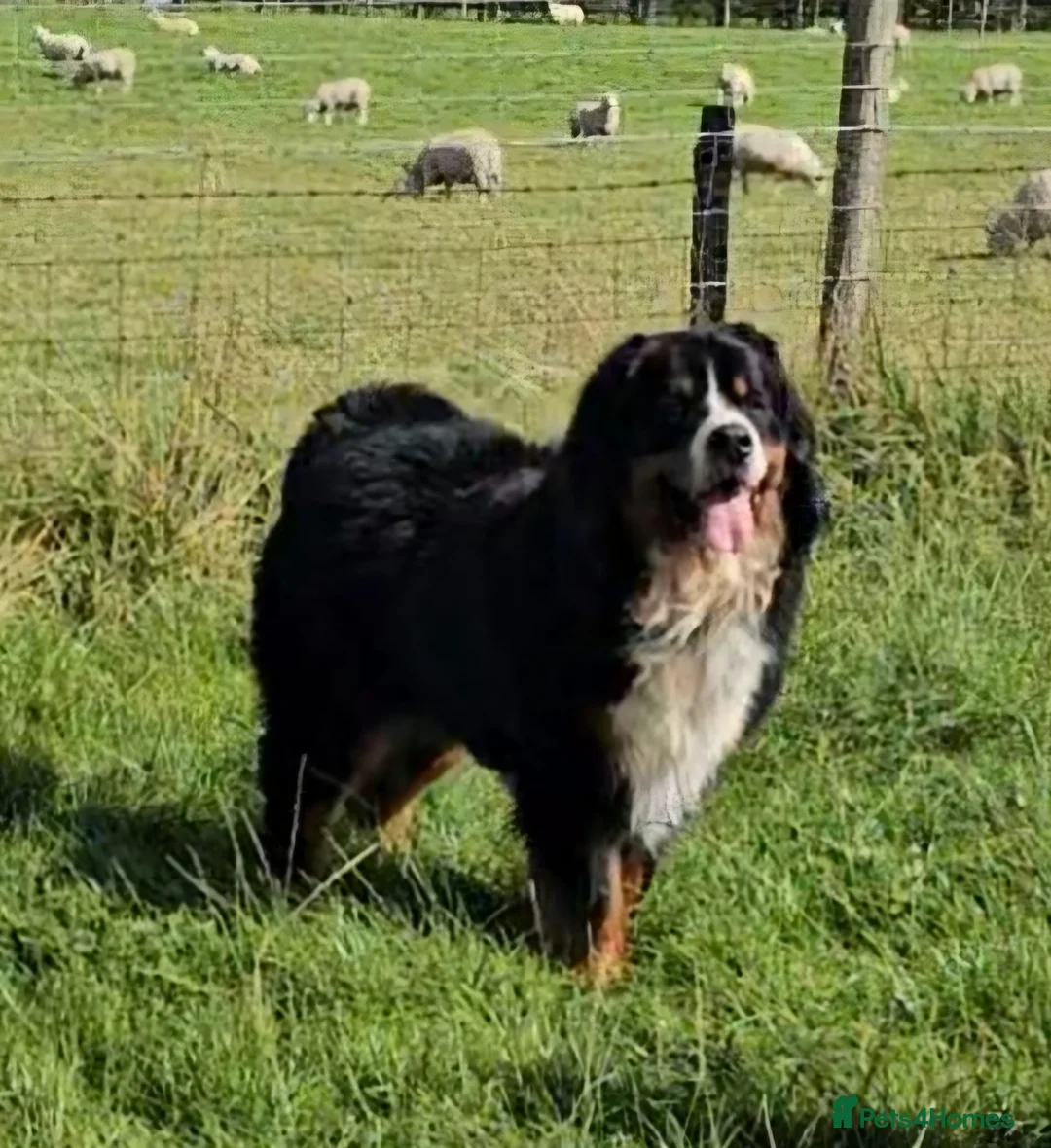Bernese Mountain Dog dogs for stud: Proven Bernese Mountain Dog - Advert 6