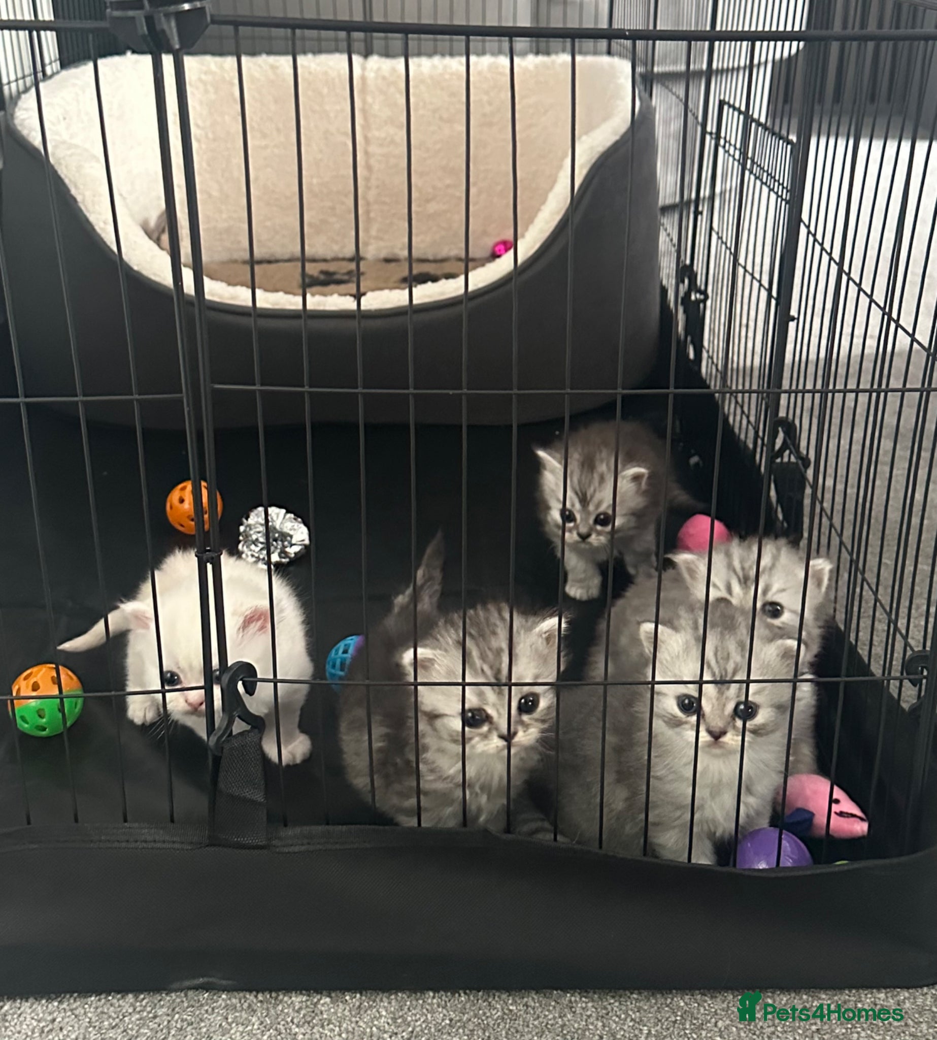 Persian cats Pure Persian long coat kitten’s - Advert 1