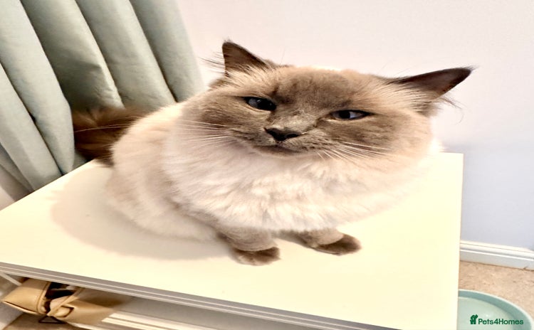 Ragdoll cats - Advert 7