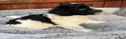 Havanese dogs for sale: Beautiful Havanese Puppies Ready Now - Advert 12