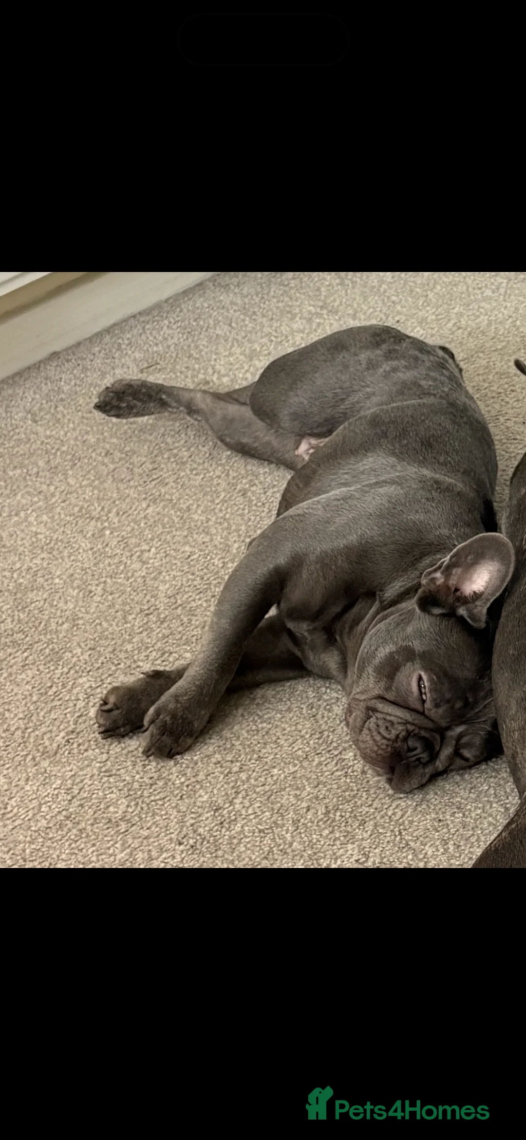 French Bulldog dogs for sale: Blue Brindle Female Frenchie – 9 Months Old 🐶 - Advert 3