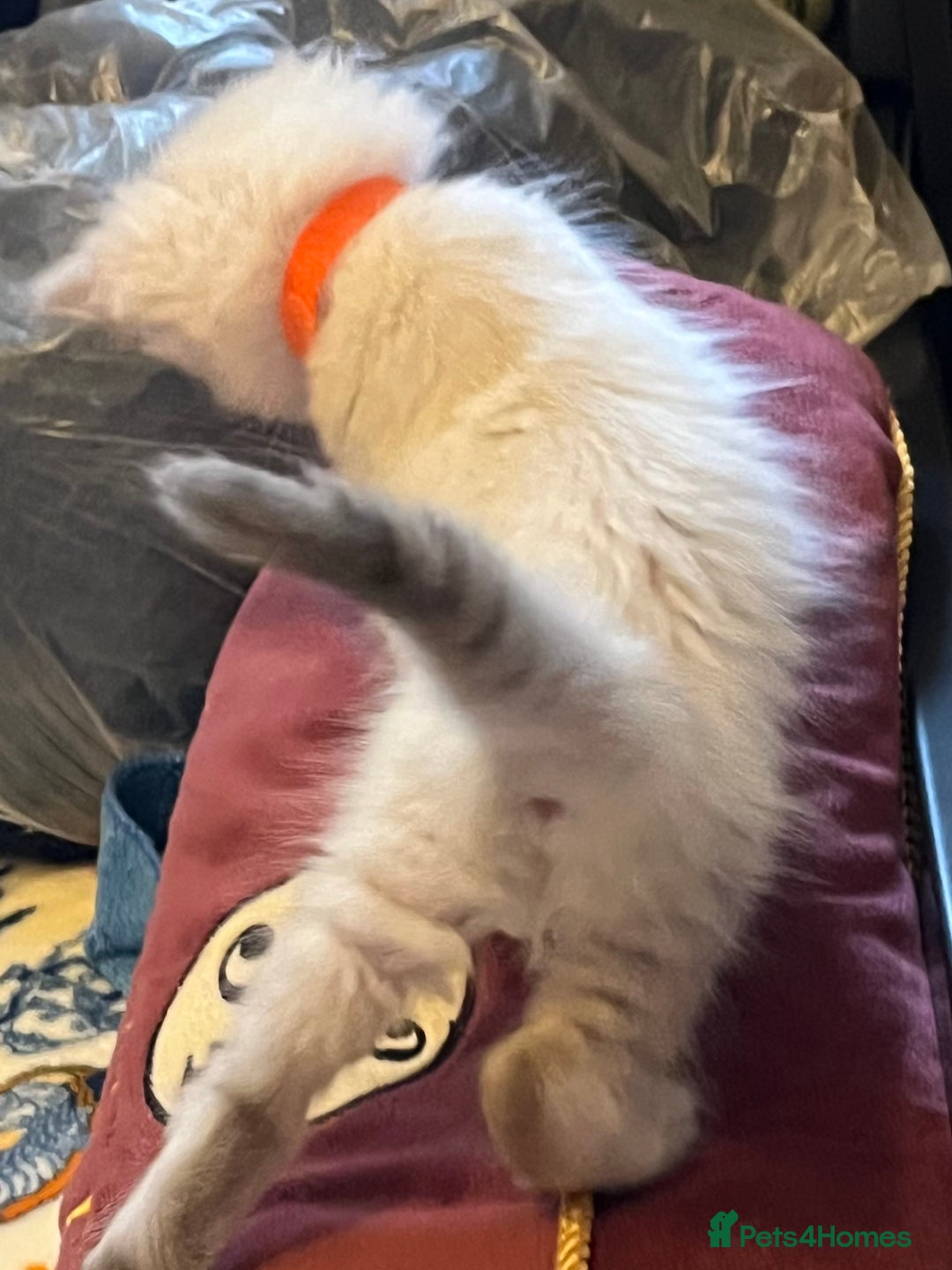 Mixed Breed cats for sale: Kittens for sale!  - Image 6