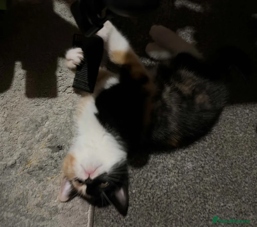 Mixed Breed cats for sale: One gorgeous kitten left  - Advert 7