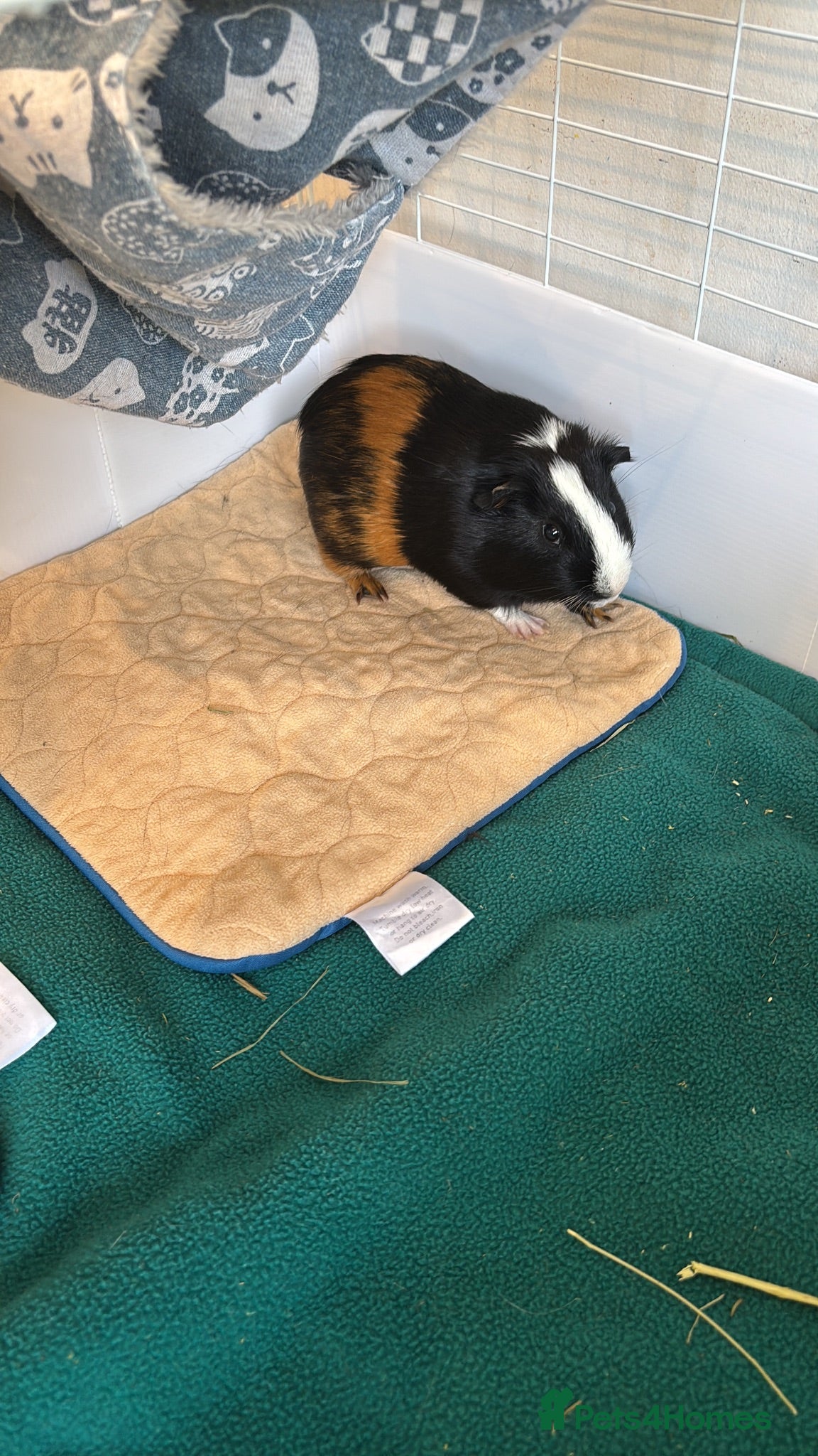 Guinea Pig rodents FREE - 2 guinea pigs (boars) with full set up  - Advert 6