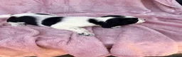 English Springer Spaniel dogs for sale: Millie and her beautiful Babies  in Yeovil - Advert 3