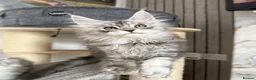 Maine Coon cats for sale: 🐾Three Beautiful Pedigree Maine Coon Boys🐾 - Advert 17