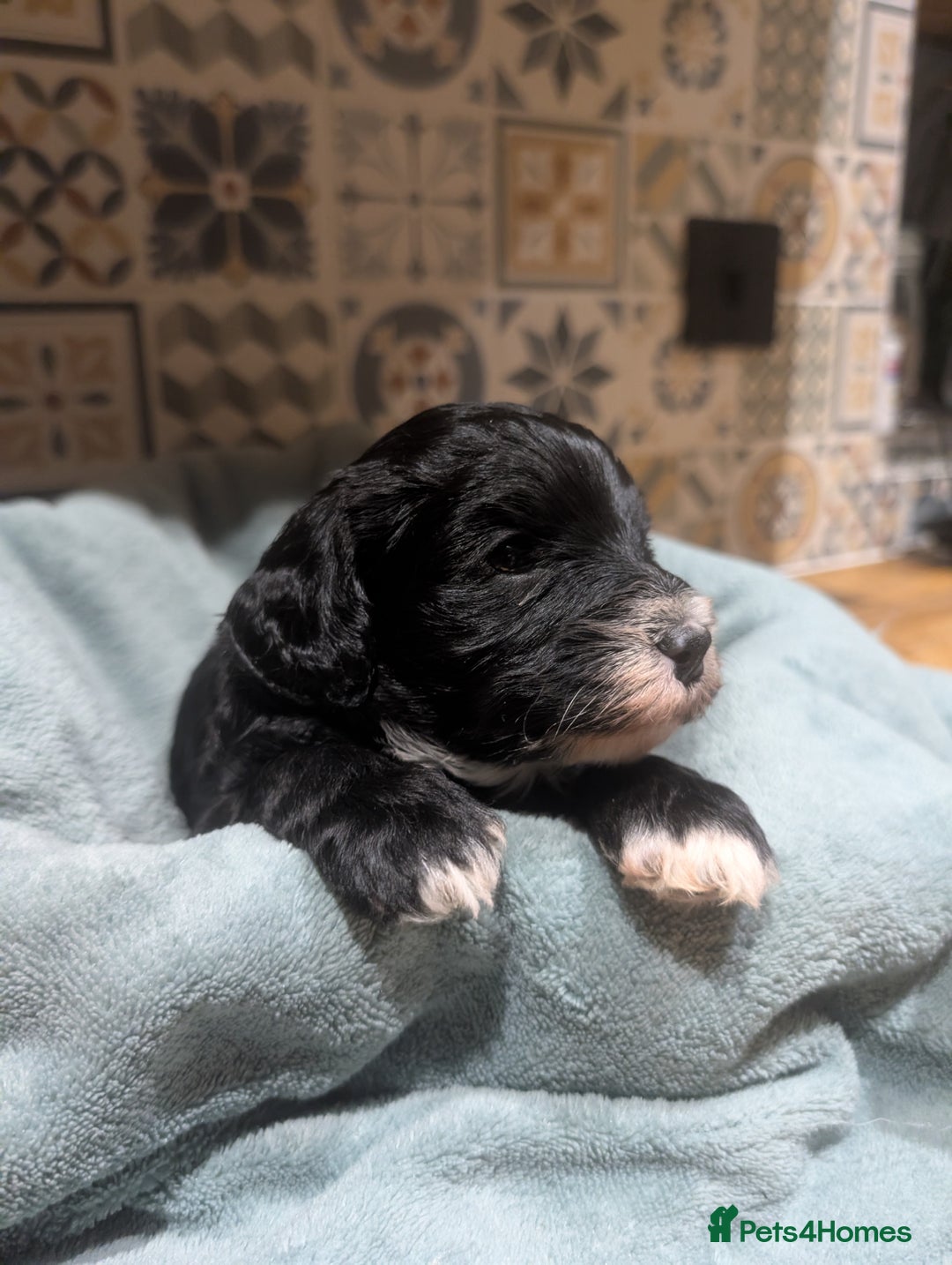 Mixed Breed dogs for sale: Stunning litter of F1B Ttoodle puppies - Advert 10
