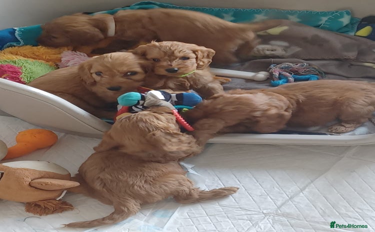 Cockapoo dogs - Advert 1