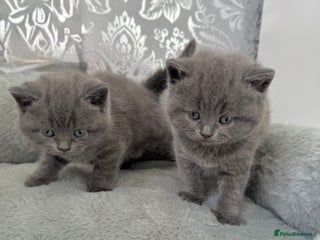 British Shorthair cats ✨British Shorthair GCCF 5 generation Pedigree✨ - Advert 17