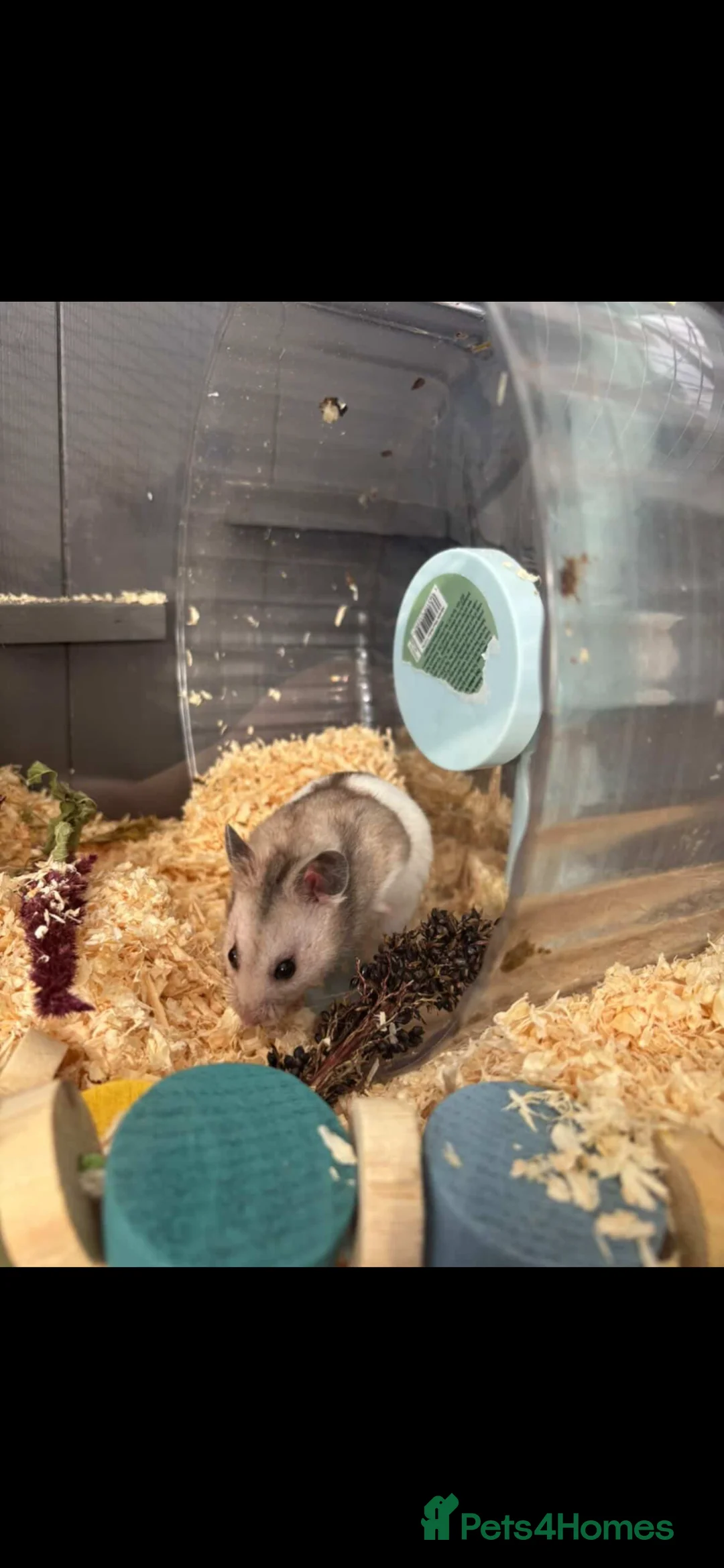 Hamster rodents for sale: Hamster Kent  in Canterbury - Advert 2