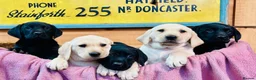 Labrador Retriever dogs for sale: KC Labrador Pups Chunky Traditional  Working - Advert 6