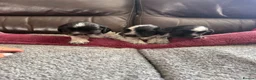 Cocker Spaniel dogs for sale: 3 Blue Roan Show Cockers - Advert 3