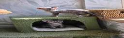 Devon Rex cats for sale: Morph and Nalia - Advert 5
