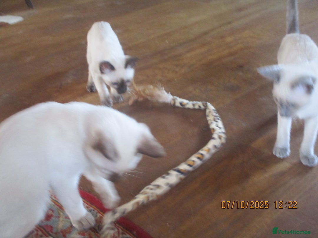 Siamese cats for sale: siamese kittens - Image 3